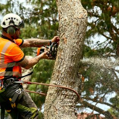 Tree Surgeon Chepstow