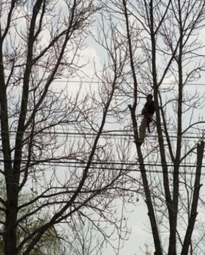 Tree Surgeon Bath