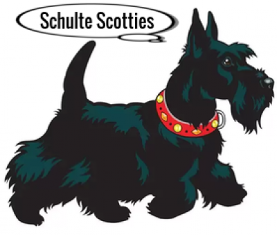 Schultes Scottish Terrier Puppies For Sale